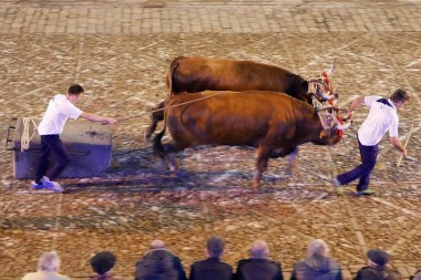 Martxoko Feria: Idi-proba Erakustaldia