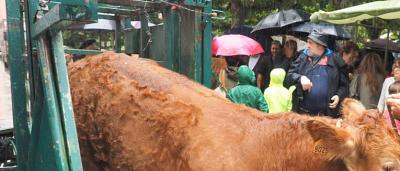 Feria_Ganado_2