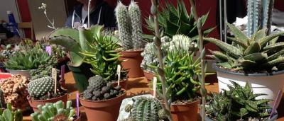 00_Puestos-de-flores-3_cactus