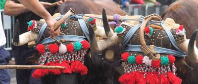 Feria_Ganado_Tiro-de-piedra_1
