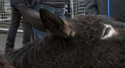 Animaliak_Santalutz 2018141b