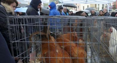 Animaliak_Santalutz 2018044