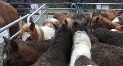 Animaliak_Santalutz 2018092