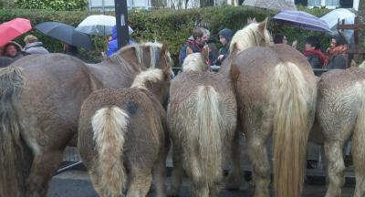 Animaliak_Caballos_Santalutz2018007