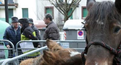 Animaliak_Santalutz 2018121