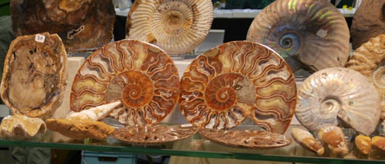 Feria de Minerales, fósiles y gemas
